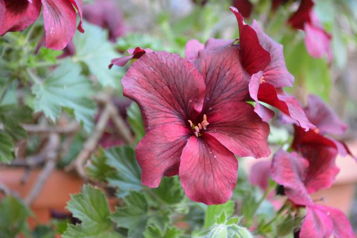 Hibiskus